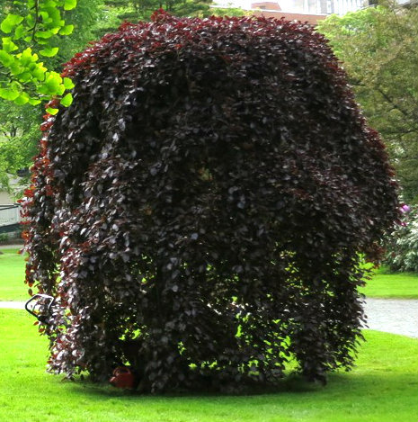 Fagus sylv. 'Purpurea Pendula'