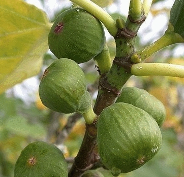 Ficus carica VIJG