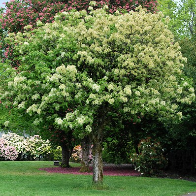 Fraxinus ornus