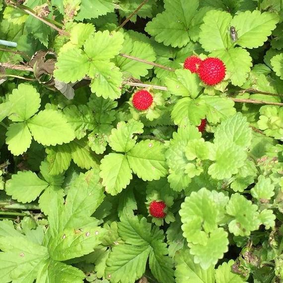 FRAISE DES BOIS