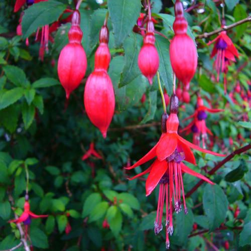 Fuchsia 'Riccartonii' (GD)