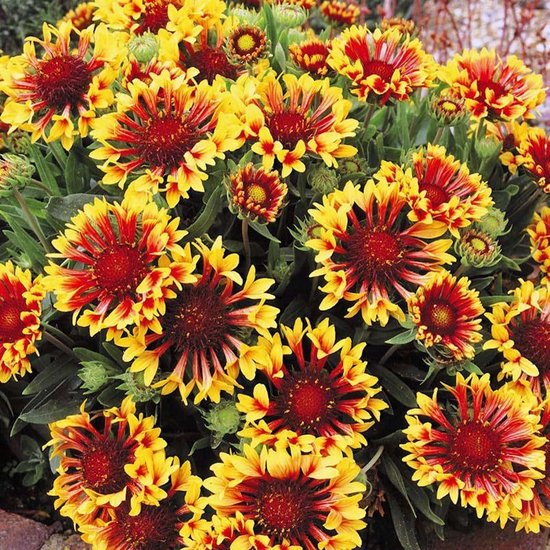 GAILLARDE