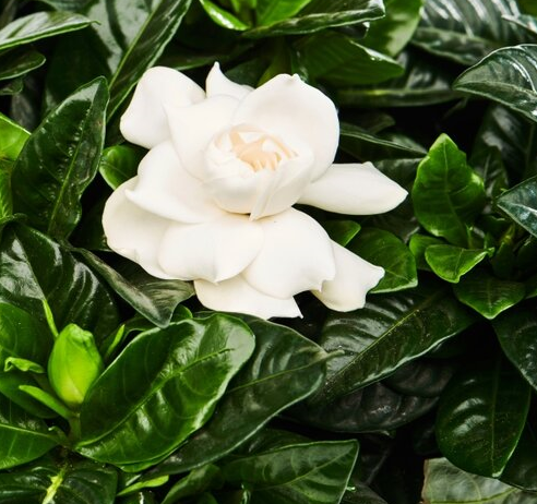 Gardenia jasminoides