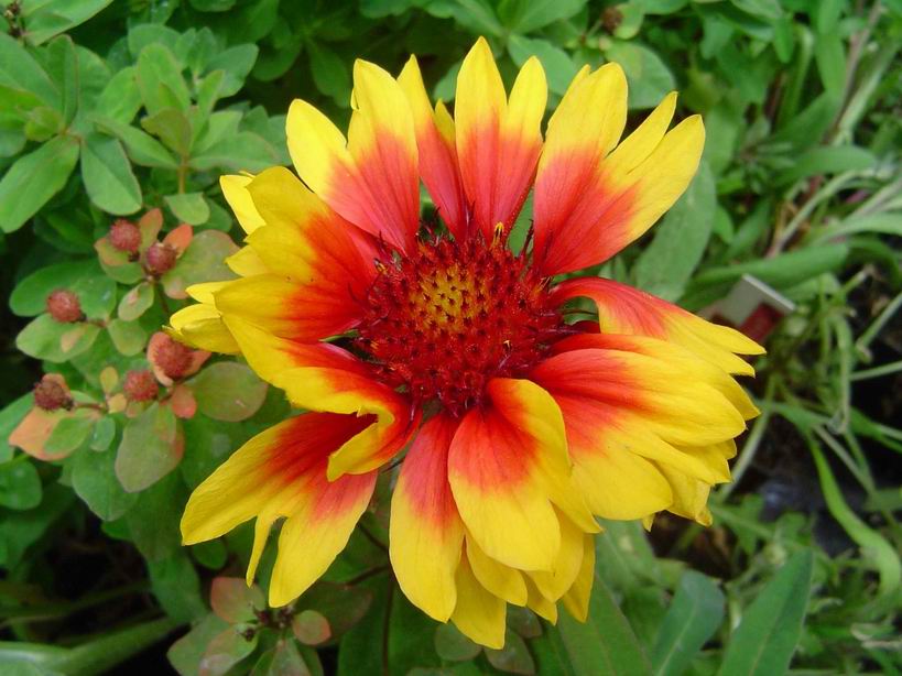 GAILLARDE