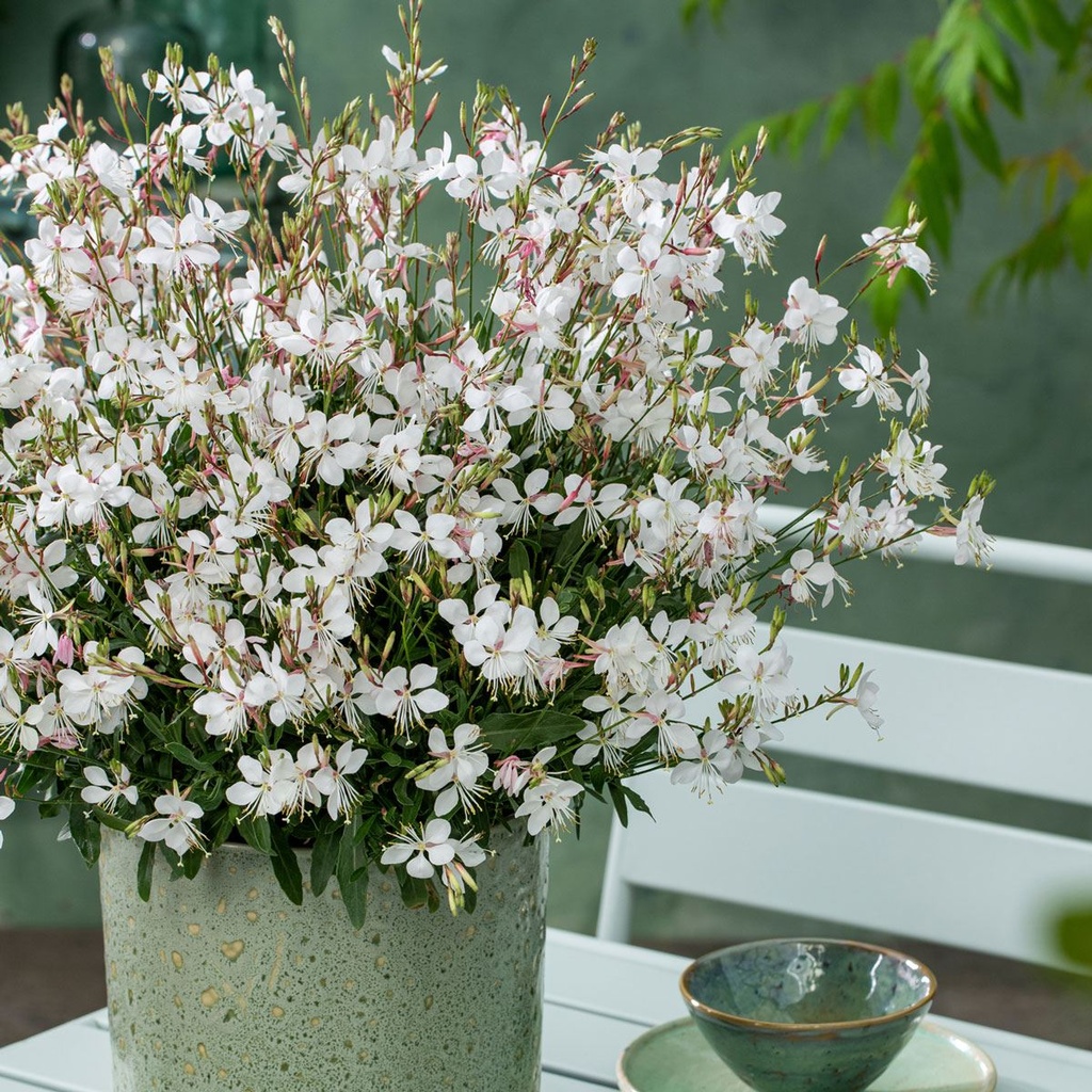 GAURA DE LINDHEIMER