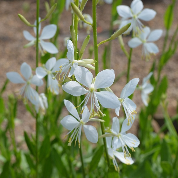 Gaura lindh. 'Snowbird'