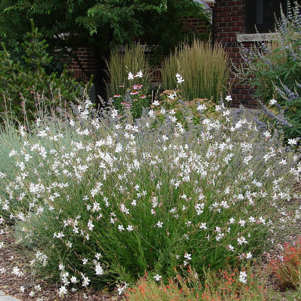 Gaura lindh. 'Short form'