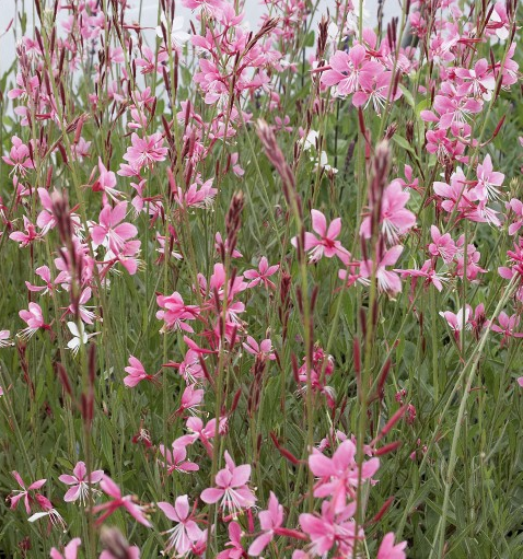 Gaura lindh. 'Siskiyou Pink'