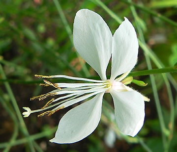 GAURA DE LINDHEIMER