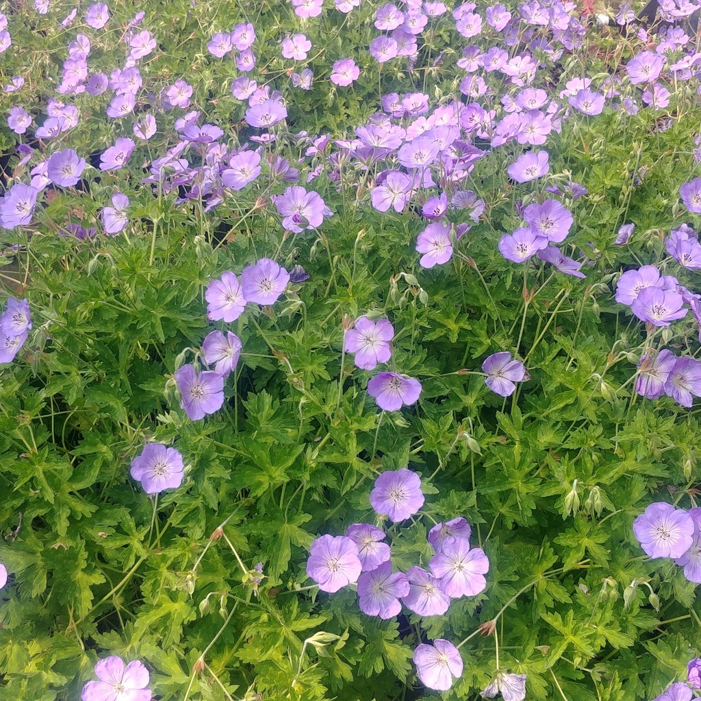Geranium 'Azure Rush'