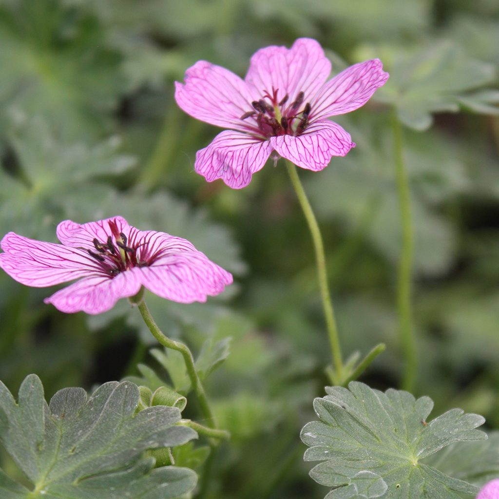 GÉRANIUM VIVACE