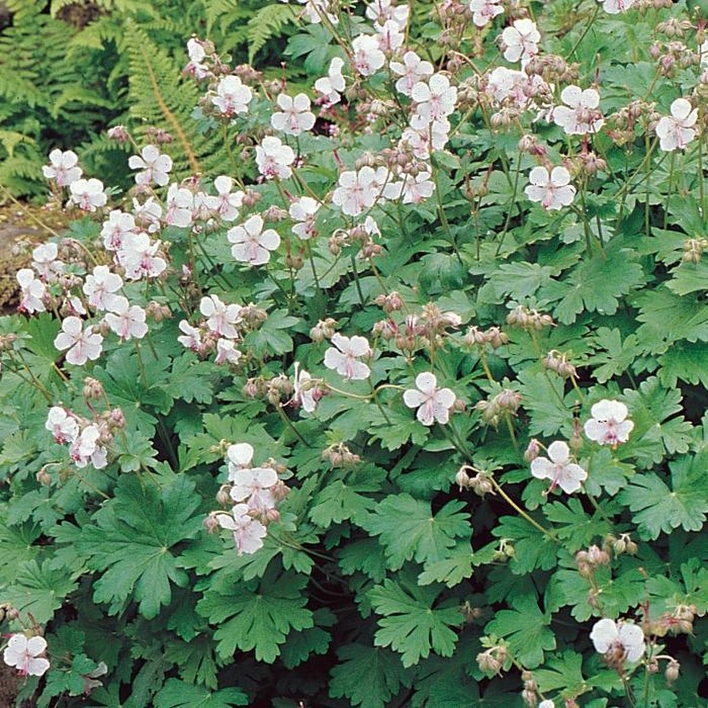 Geranium cant. 'Biokovo'