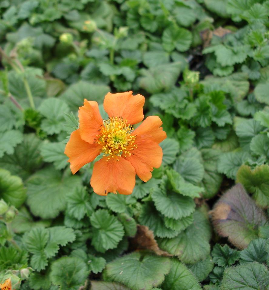 Geum cocc. 'Borisii'