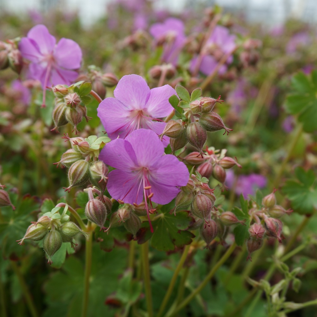 Geranium cant. 'Cambridge'