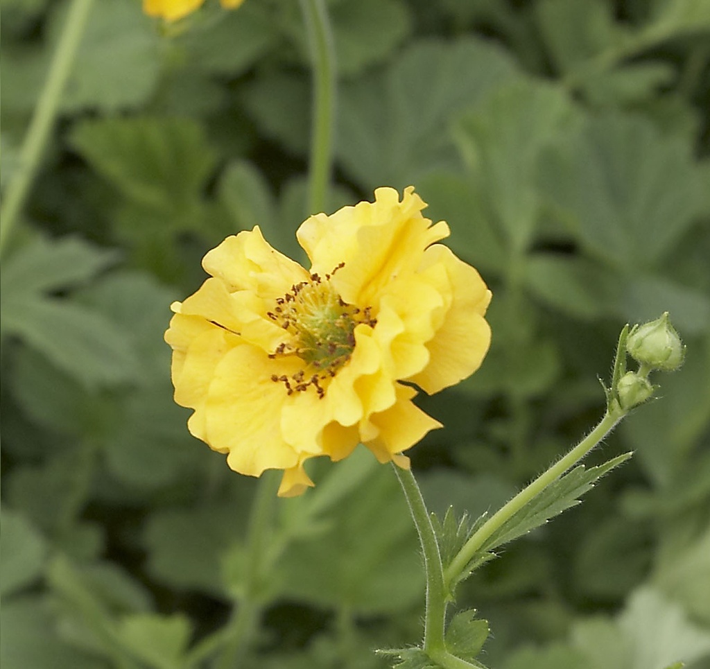 Geum chil. 'L. Stratheden'