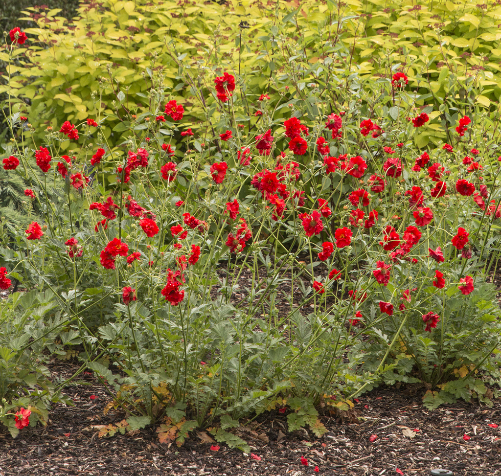 Geum chil. 'Mrs. Bradshaw'