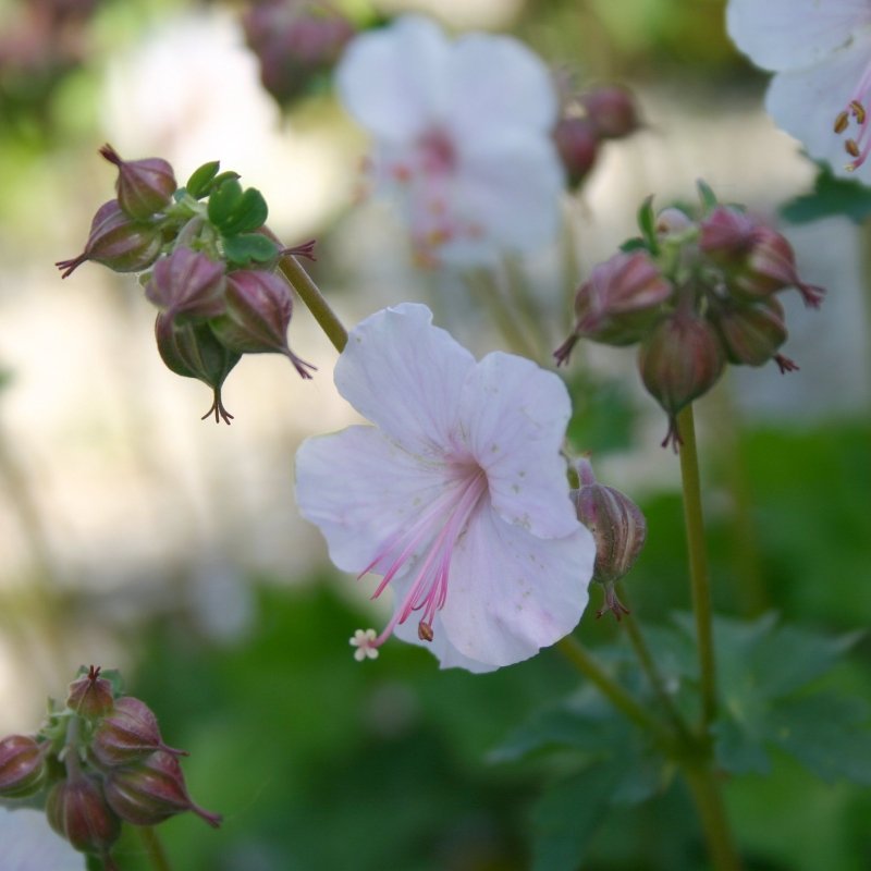 Geranium cant. 'Saint Ola'