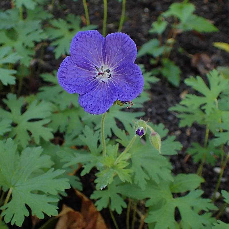 GÉRANIUM VIVACE
