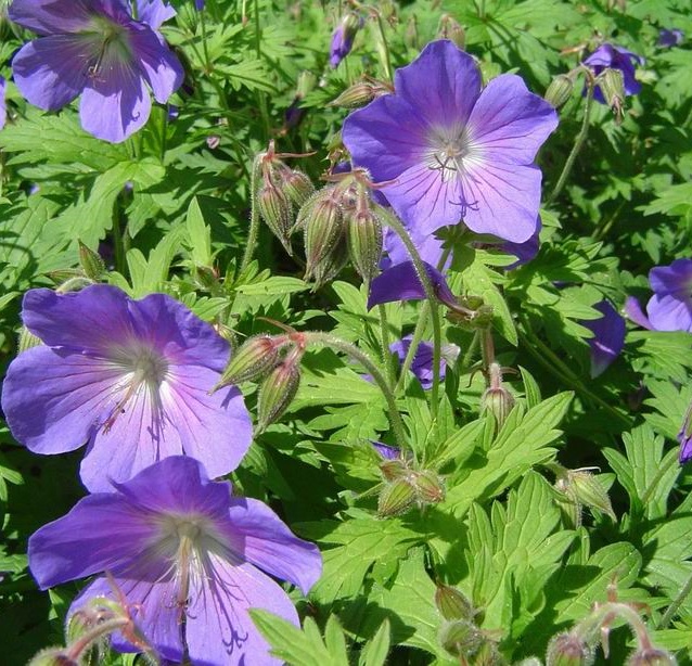 Geranium 'Johnson's Blue'