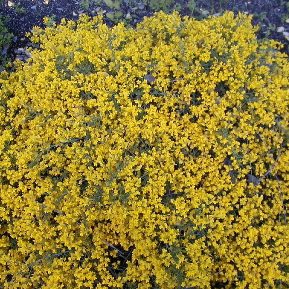 Genista lydia