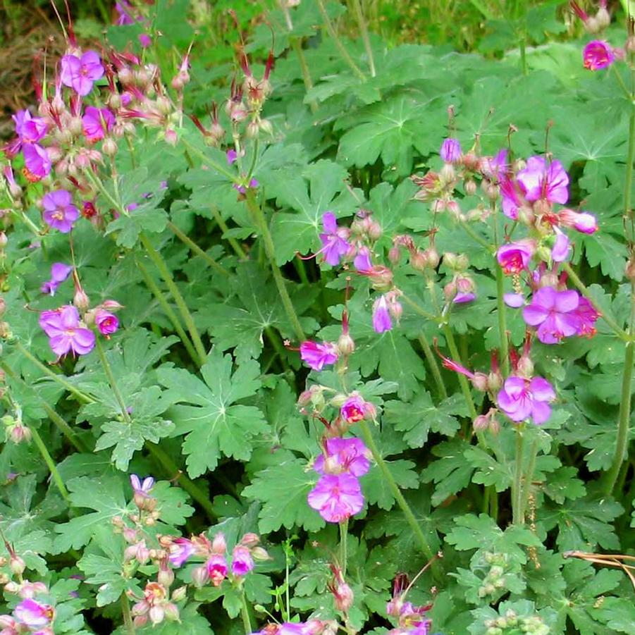 Geranium macrorrhizum