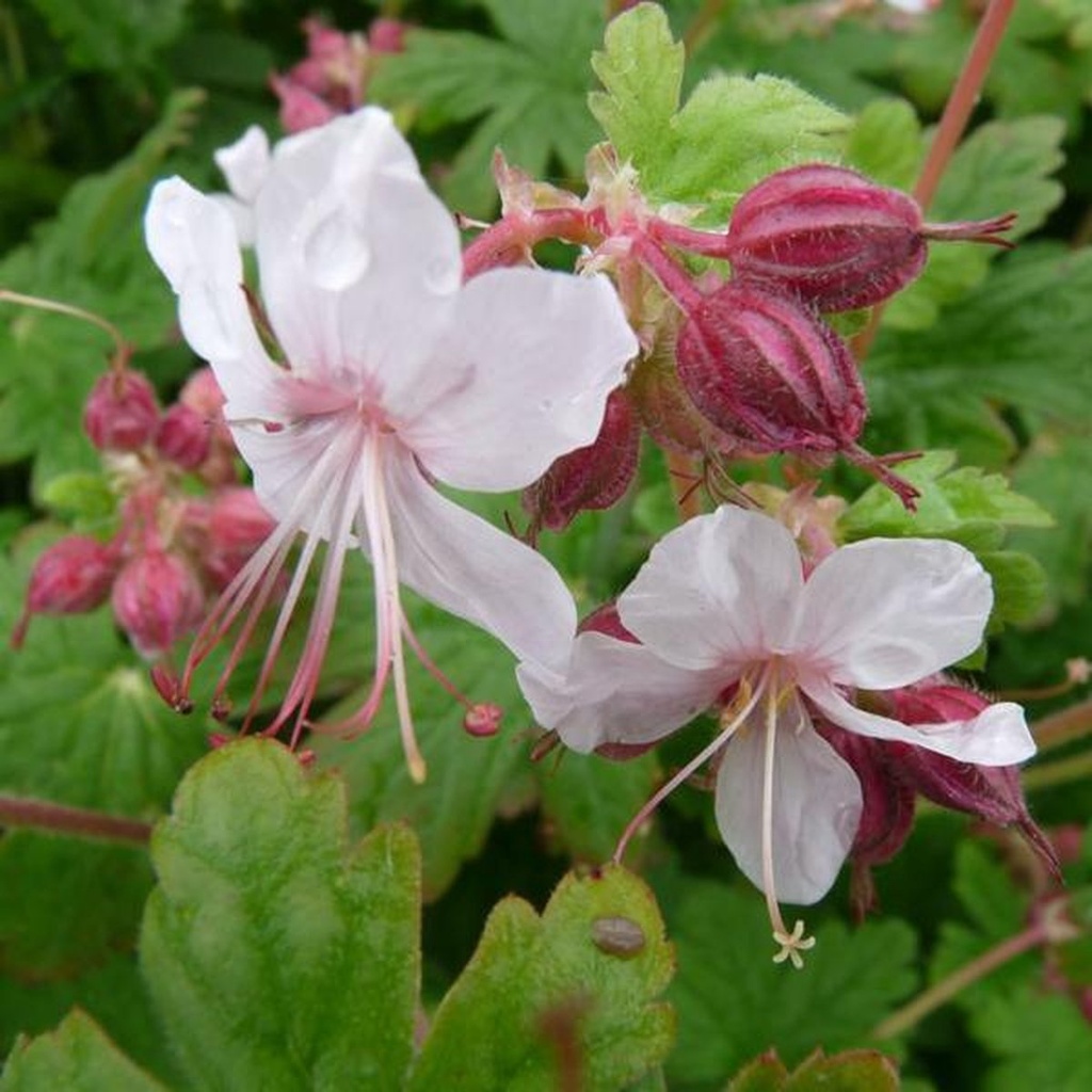 GÉRANIUM VIVACE