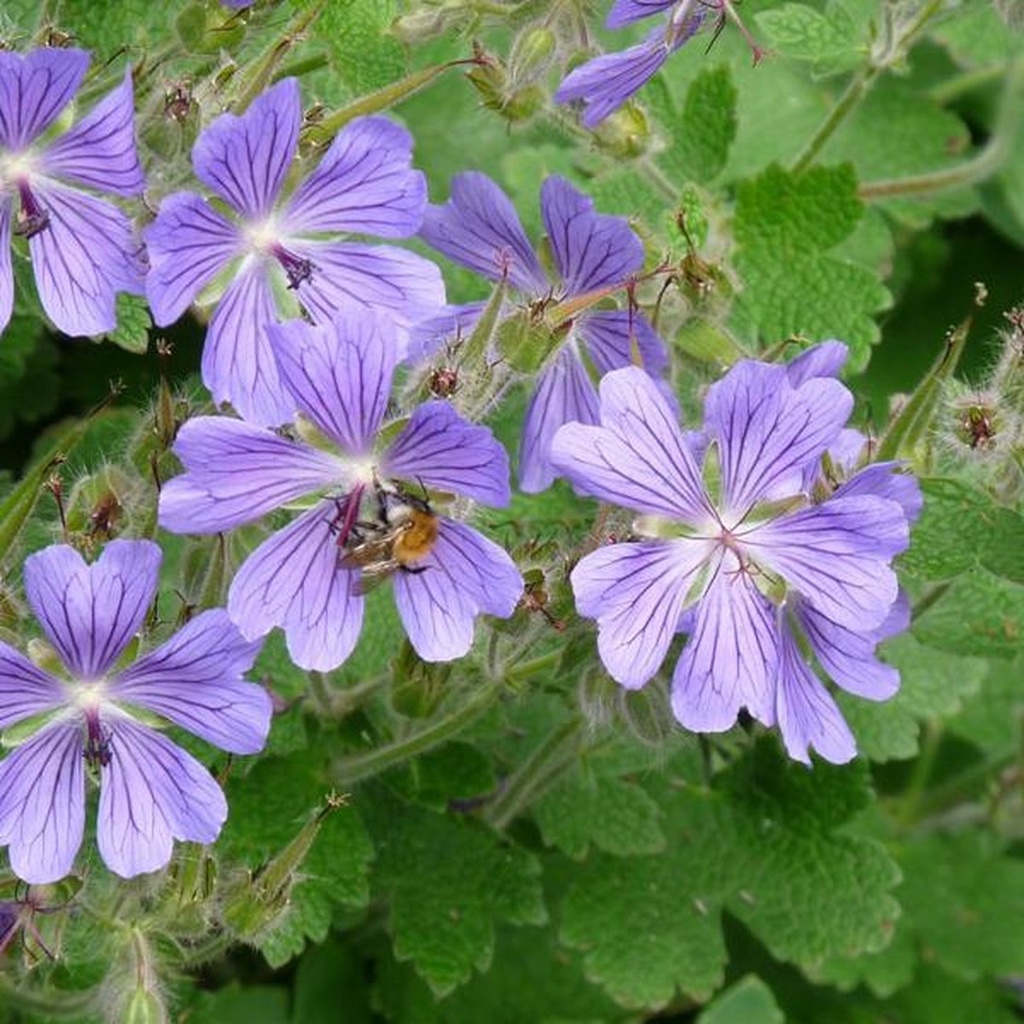 Geranium 'Phillippe Vapelle'
