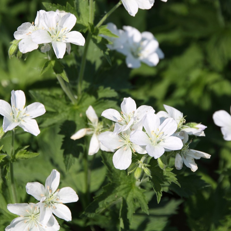 Geranium sang. 'Album'