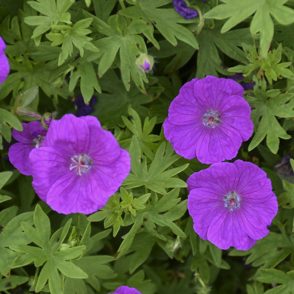 GÉRANIUM VIVACE