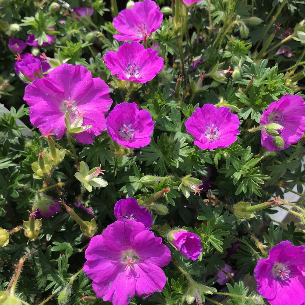 Geranium sang. 'Max Frei'