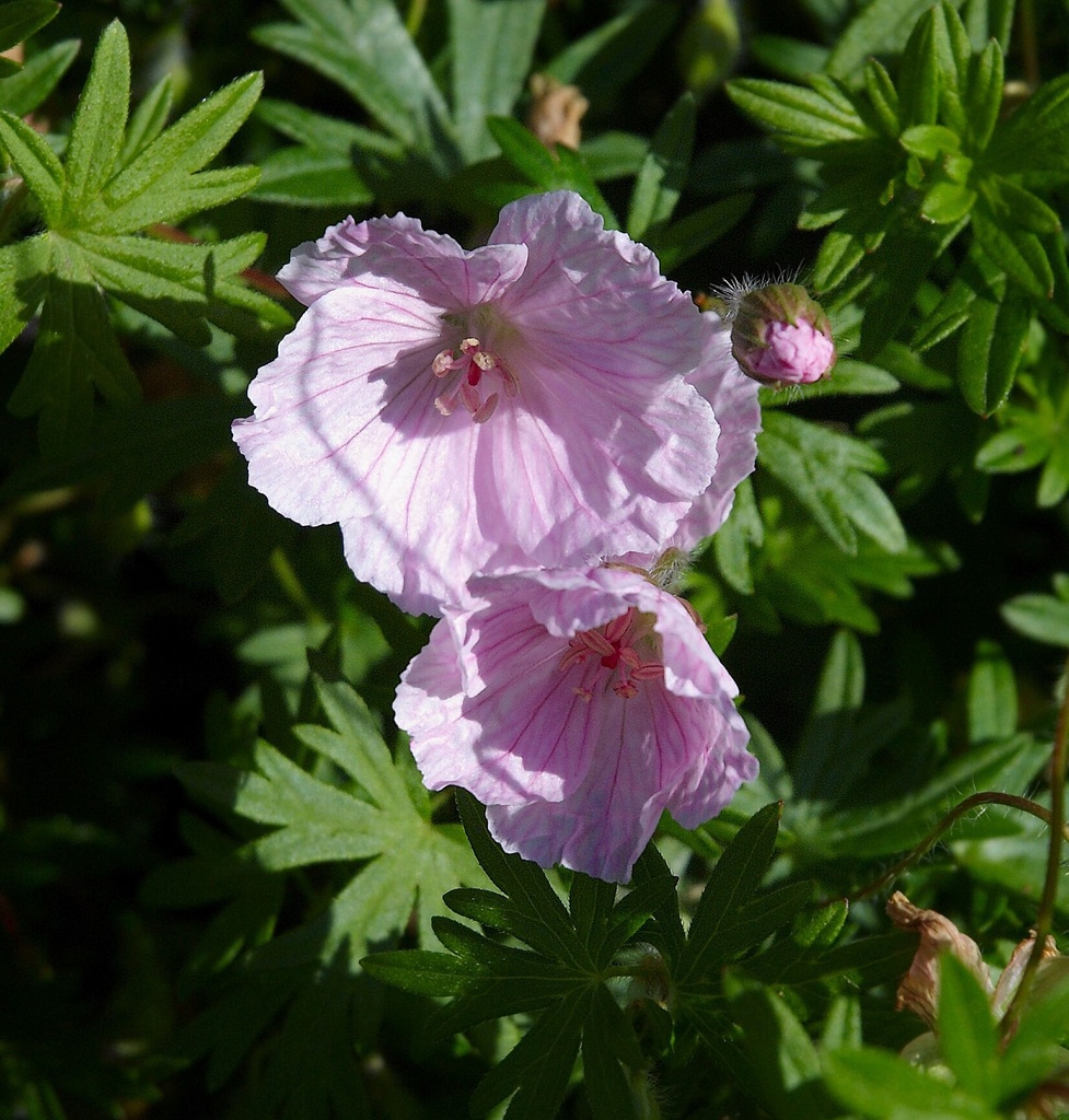 Geranium sang. 'Striatum'