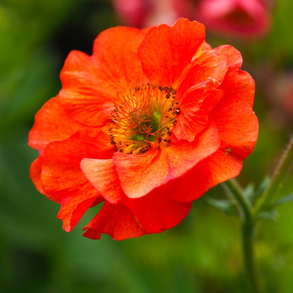 Geum 'Scarlet Tempest'