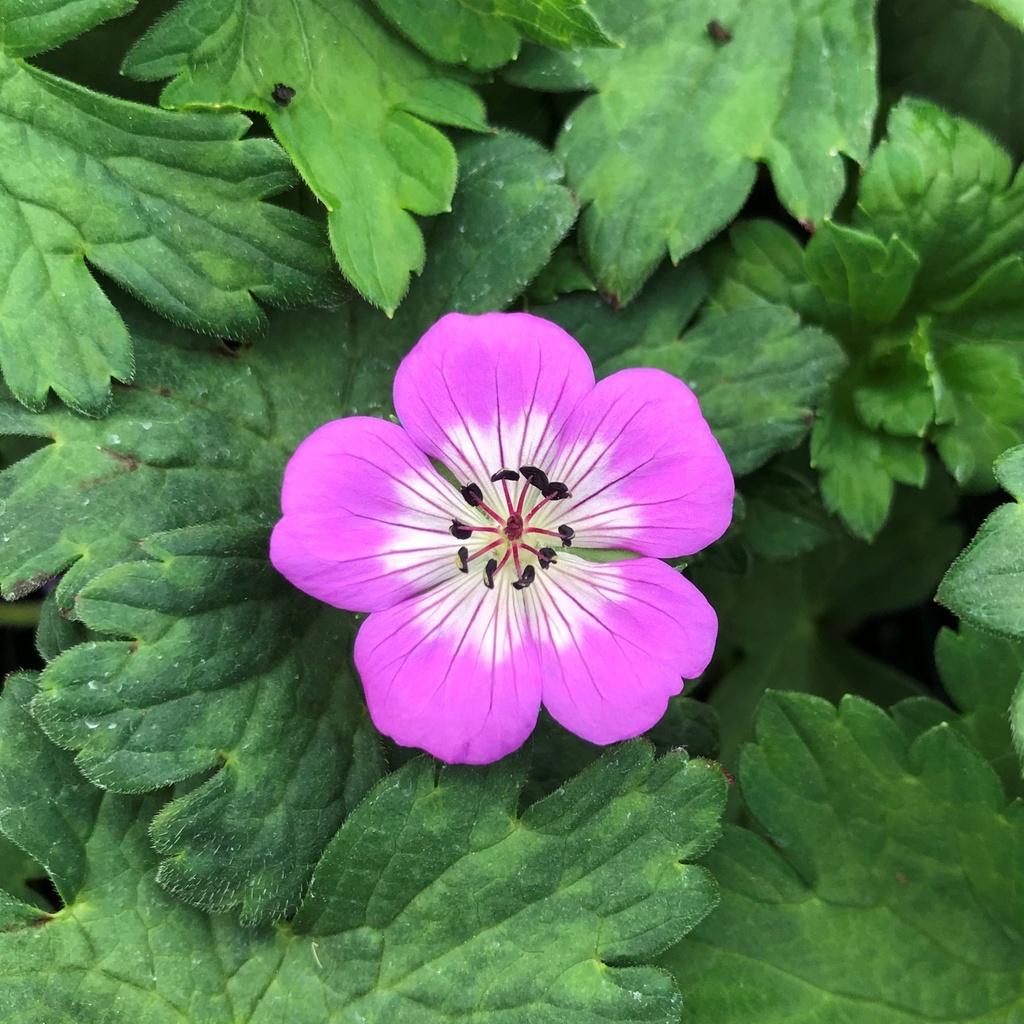 Geranium wall. 'Bloom Time'