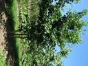 Ginkgo biloba