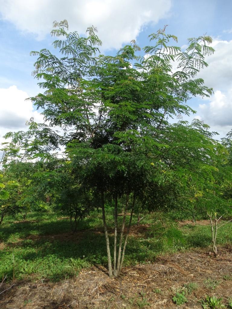 Gleditsia triac. inermis