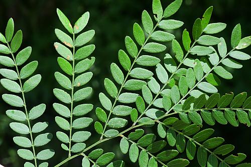 Gleditsia triacanthos