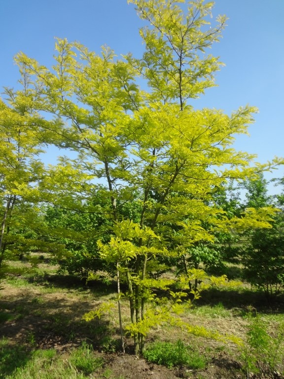 Gleditsia triac. 'Sunburst'
