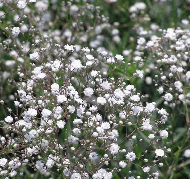 Gypsophila panic. 'Bristol Fairy'