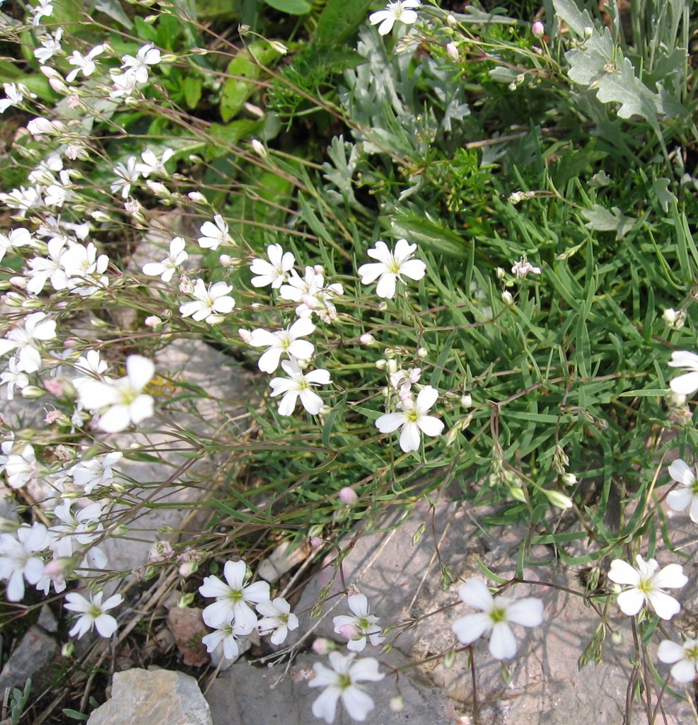 Gypsophila repens 'Alba'