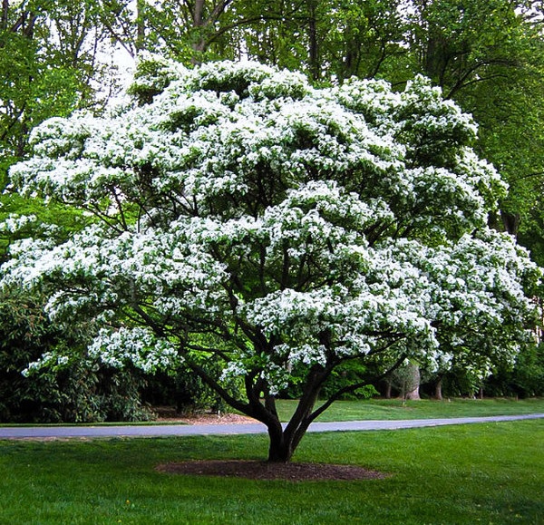 Halesia carolina
