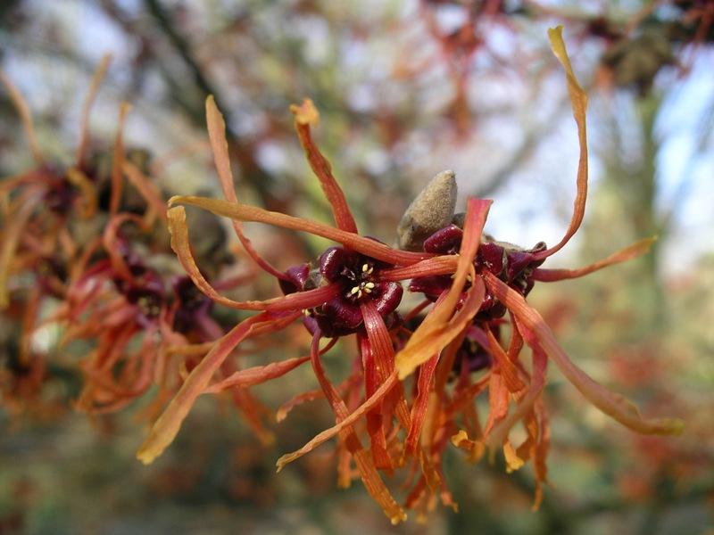 Hamamelis interm. 'Aphrodite'