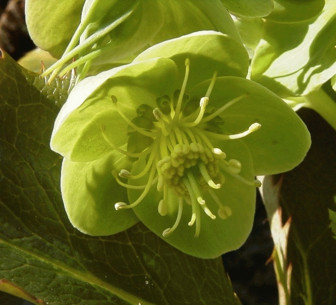 ROSE DE NOËL