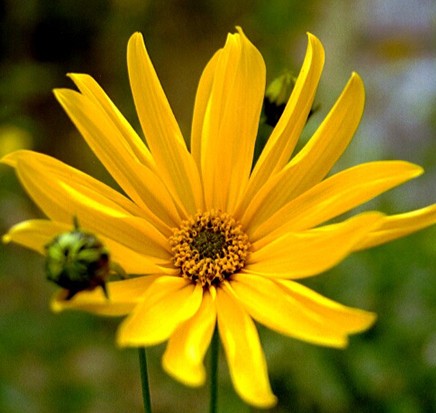 TOURNESOL