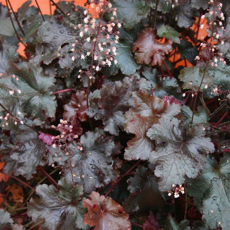 Heuchera 'Black Beauty'