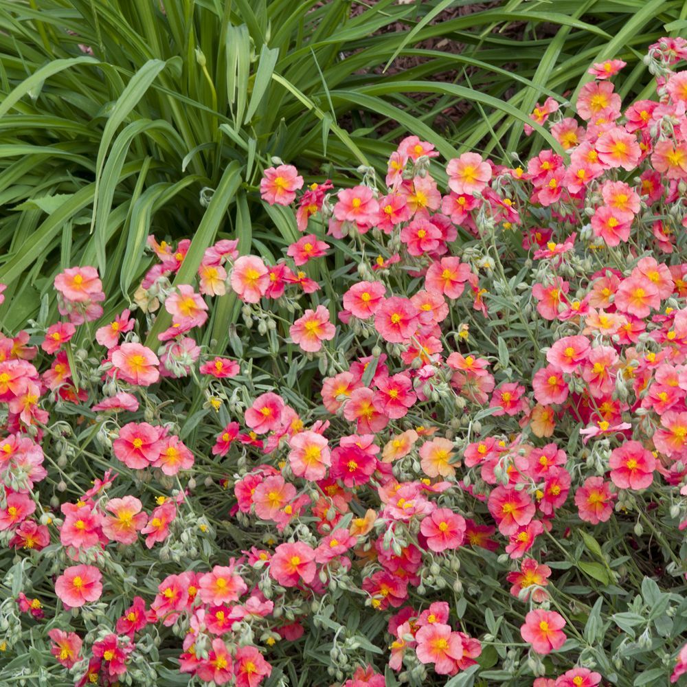 Helianthemum 'Ben Hope'