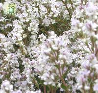 Hebe 'Baby Marie' ®