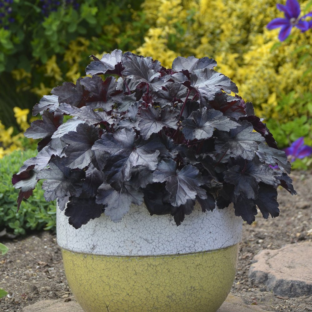 Heuchera 'Black Pearl'