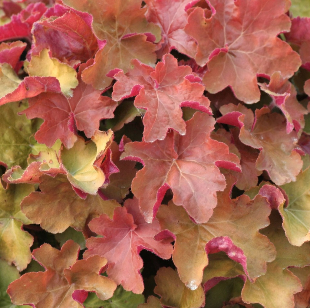 Heuchera 'Caramel'