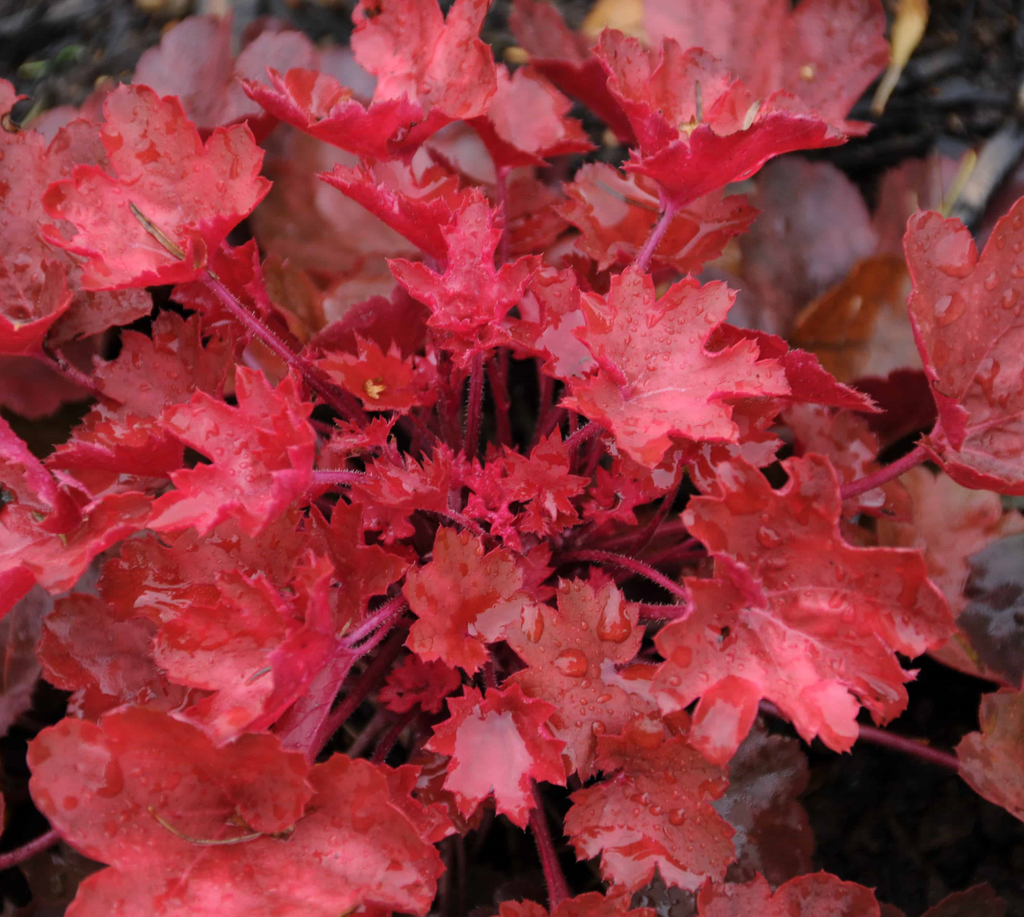 Heuchera 'Cherry Cola'