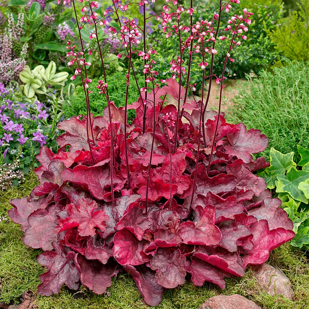 Heuchera 'Fire Chief'